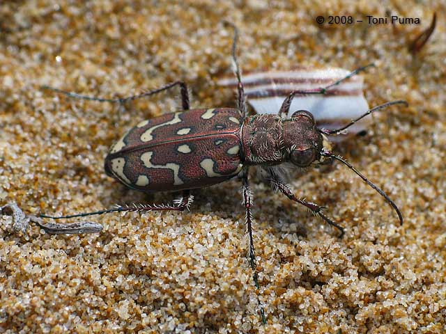 Cicindela...da spiaggia!!! Lophyra flexuosa