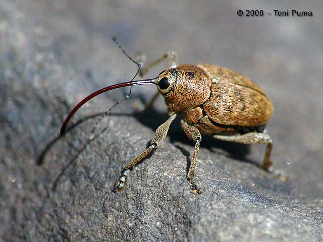 Curculione siculo:  Curculio glandium