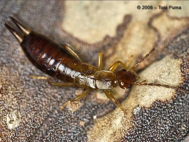 Dermattero siciliano - Guanchia (ex Forficula) cfr. pubescens