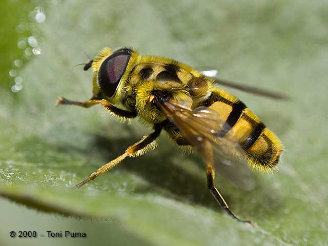 Sirfide probabile eristalino
