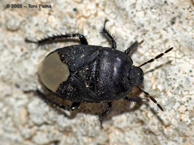 Eterottero in bianco e nero: Cydnus aterrimus