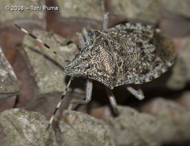 Identificazione Pentatomide: Rhaphigaster nebulosa