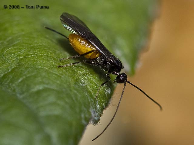 femmina di Braconidae