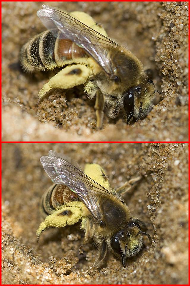 Andrena sp. (Apidae Andreninae)