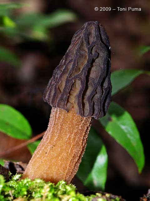 Morchella siciliana (cfr. Morchella conica s.l.)