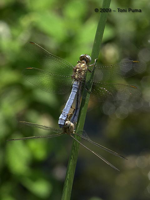 Tre Odonati siciliani