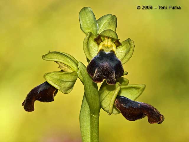 Ophrys fusca s.l.