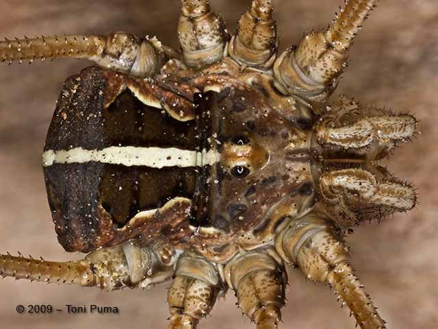 Opiliones d''Italia: elenco, fotografare, specie simile, ecc.