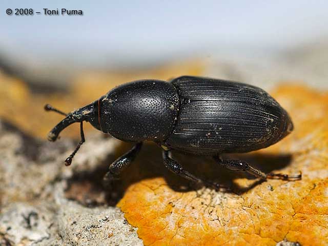 Curculione siciliano: Sphenophorus parumpunctatus