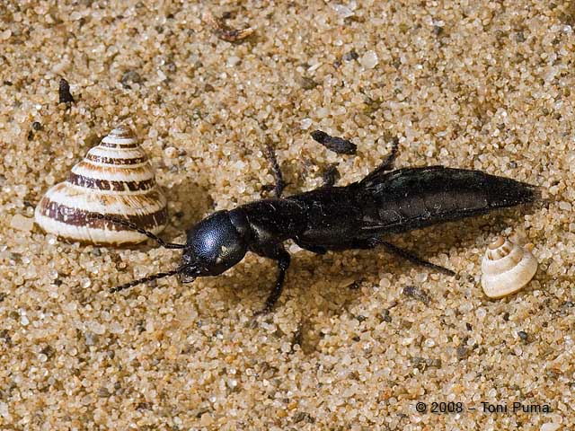 Stafilinide siciliano - Ocypus ophtalmicus
