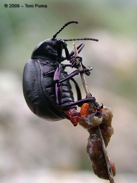 Timarcha pimelioides (Chrysomelidae) in deposizione!