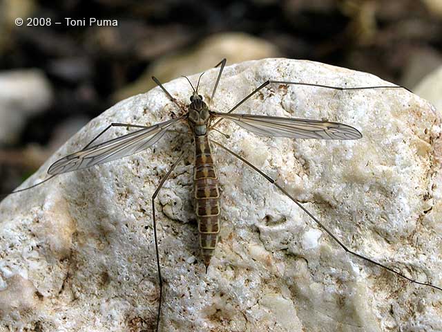 Tipulidae: Tipula sp. ♀