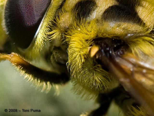 Sirfide probabile eristalino