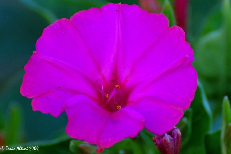 Mirabilis jalapa