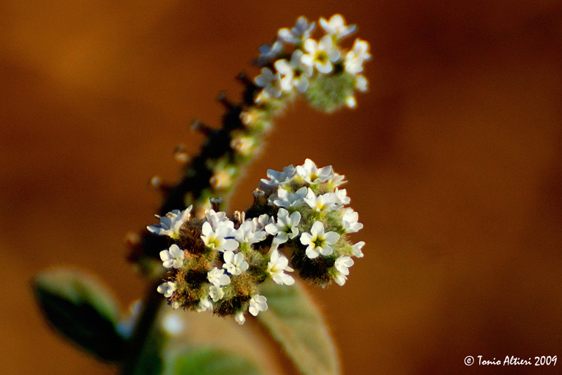 Heliotropium europaeum