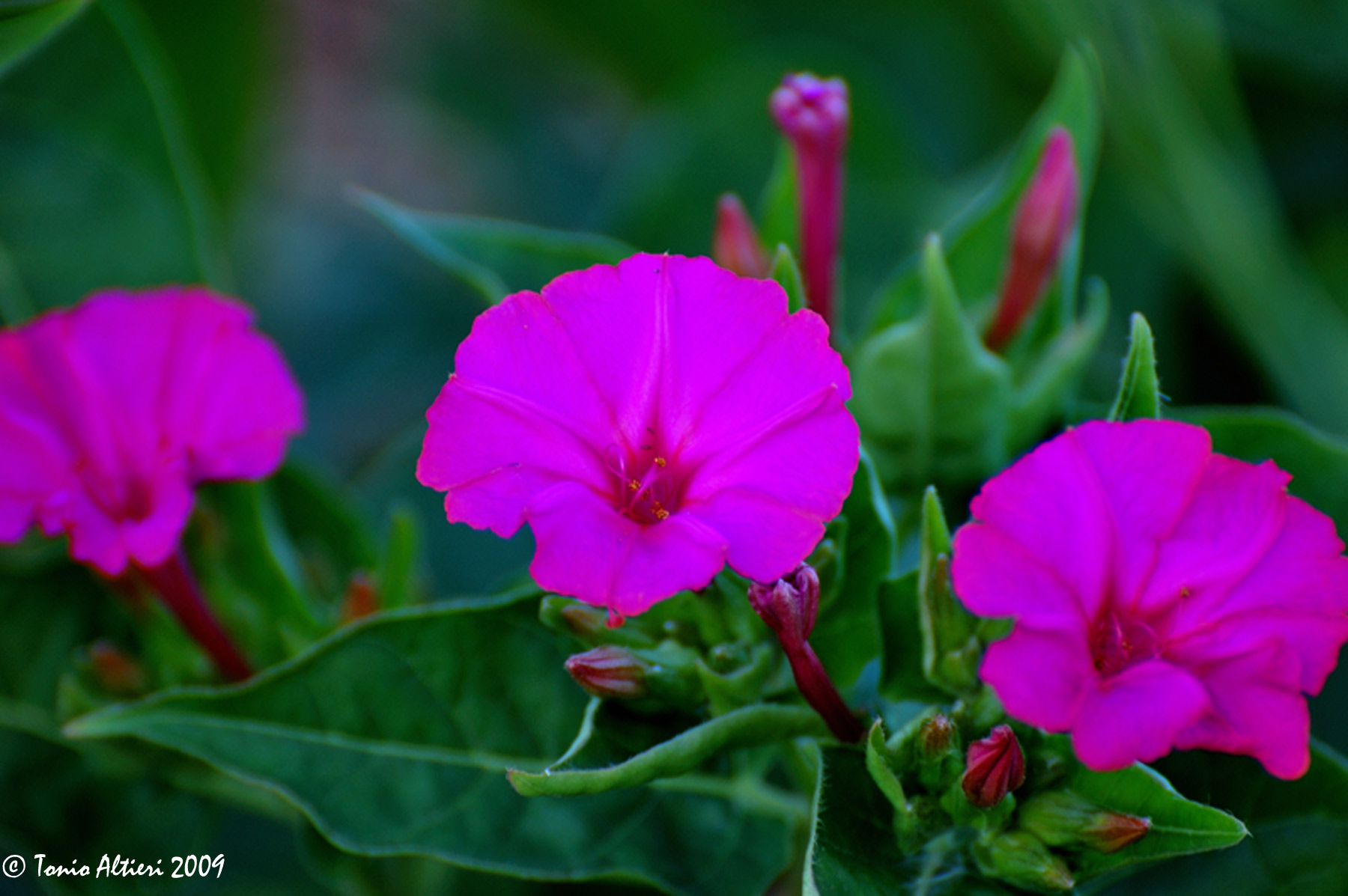 Mirabilis jalapa