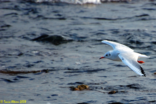 Gabbiano comune (Chroicocephalus [ex Larus]  ridibundus)