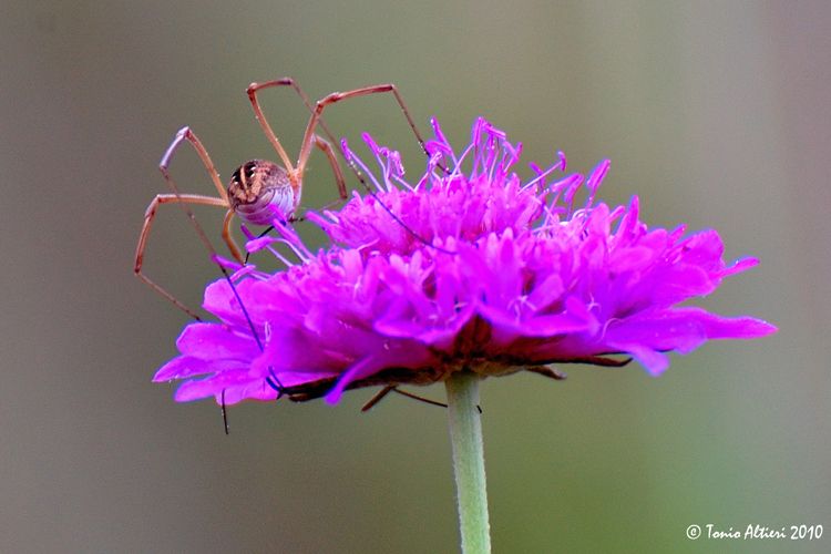Phalangiidae da Puglia: ? Metaphalangium ?