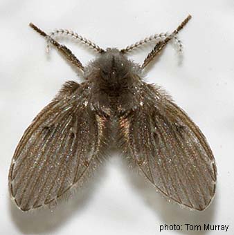 Psychodidae