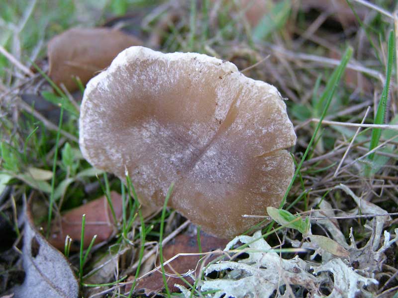 Posible Lyophyllum da determinare