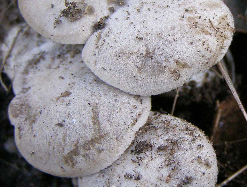 Posible Lyophyllum da determinare