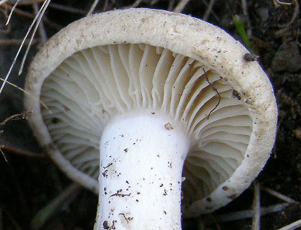 Posible Lyophyllum da determinare