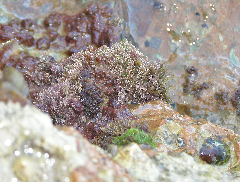 Corallina sp.