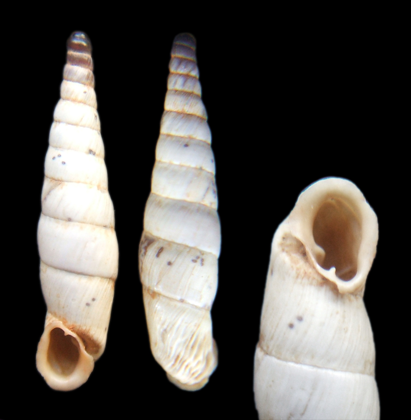 ¿Albinaria caerulea?