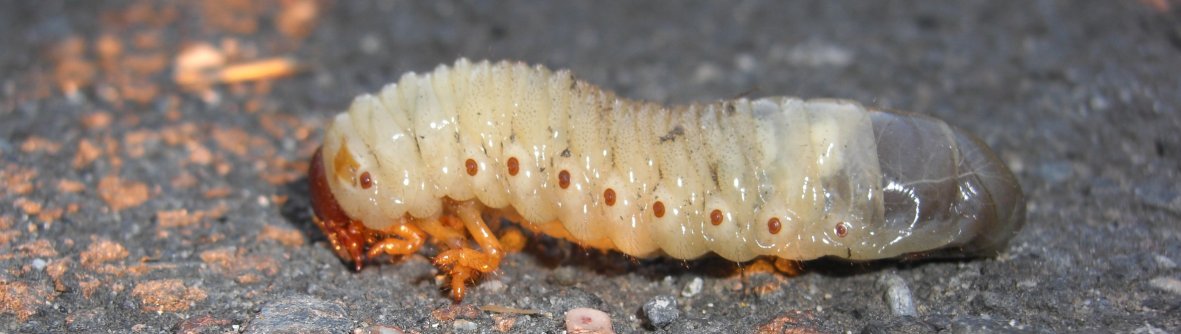 Larva di Oryctes sp.