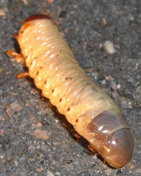 Larva di Oryctes sp.