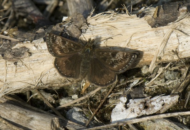 Erynnis tages