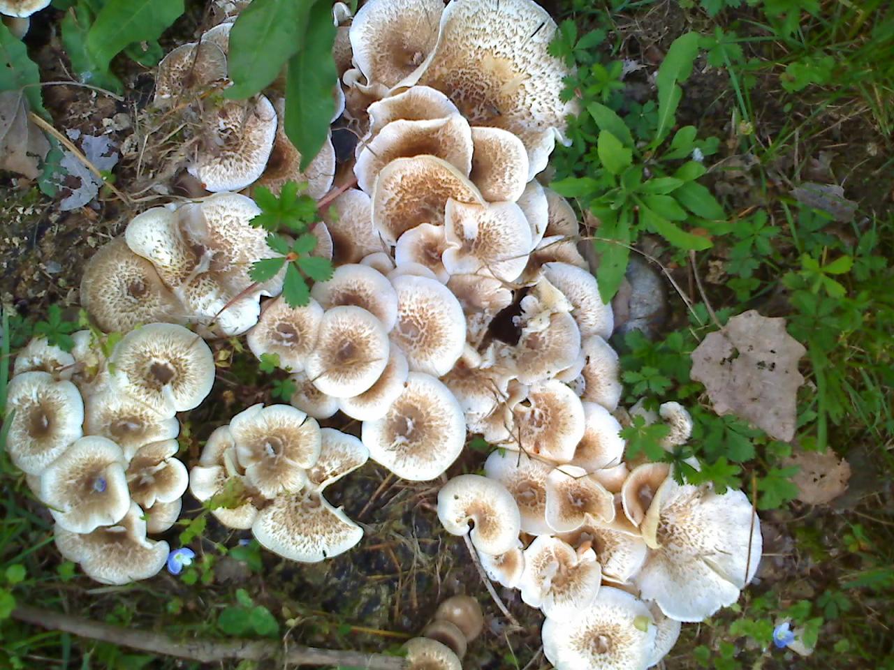 Identificazione funghi