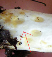 Due Clitocybe gibba? O Lepista flaccida? O...