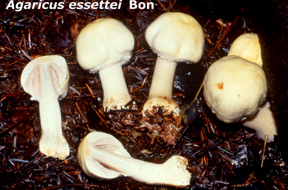Agaricus