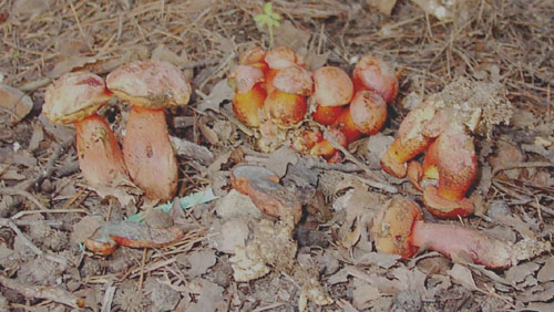 Boletus permagnificus?