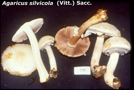 Agaricus