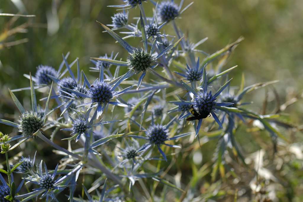 Eryngium amethystinum