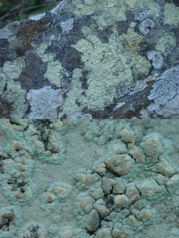 Pertusaria flavicans ???