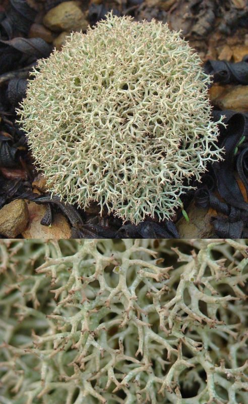Cladonia uncinalis ?