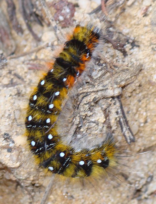 Bruco - da identificare - Psilogaster loti (Lasiocampidae)