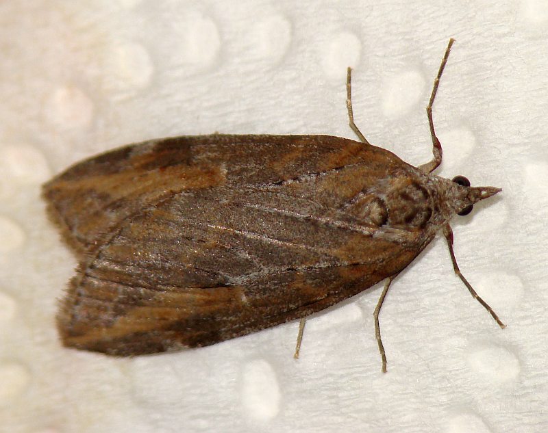 da identificare : Chesias isabella