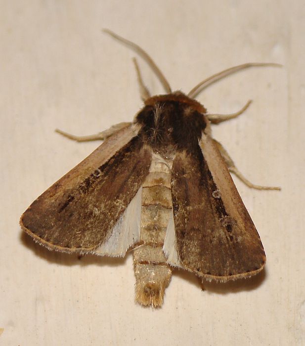 Noctuidae - da identificare - Ochropleura leucogaster