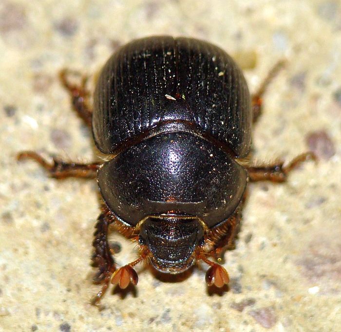 da identificare: Bolbelasmus gallicus