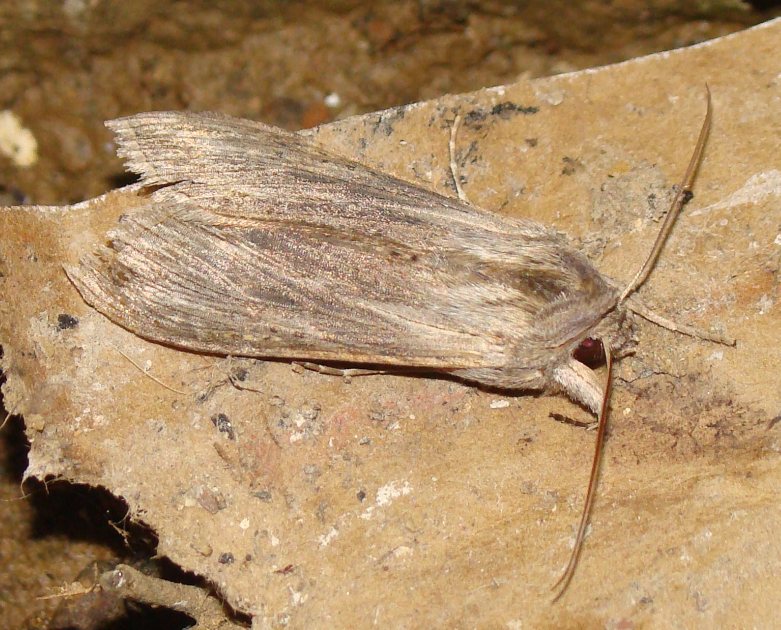 Cucullia cfr. calendulae