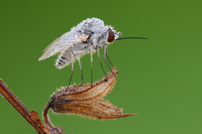 Miscellanea ortotteri, ditteri e ragni