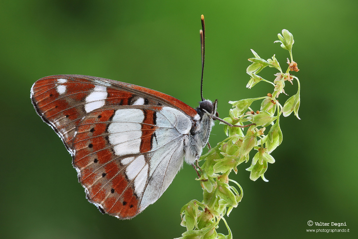 Farfalla rossa da identificare - Limenitis reducta