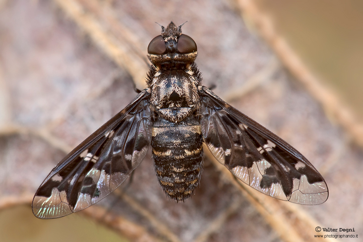 Mosca leopardata