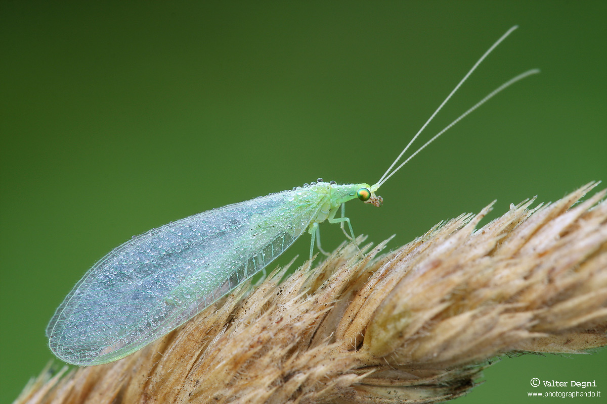 Chrysoperla pallida