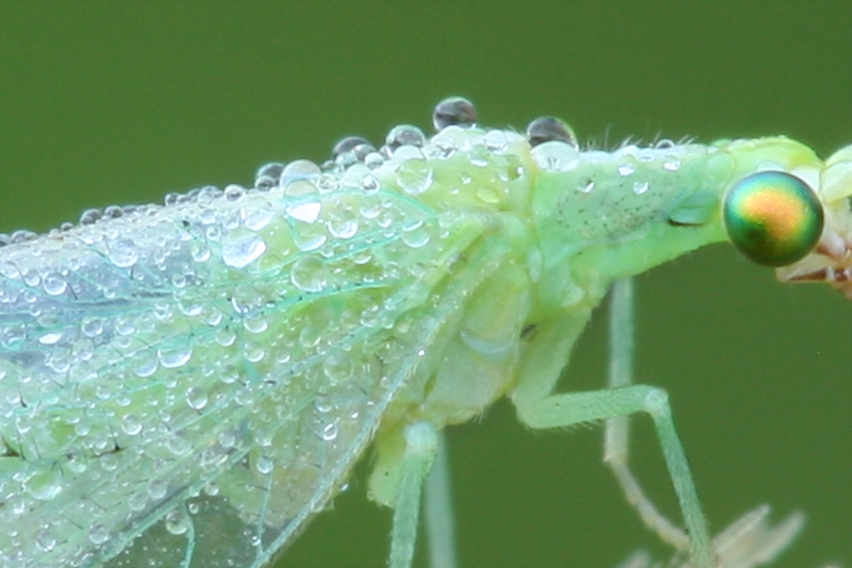 Chrysoperla pallida