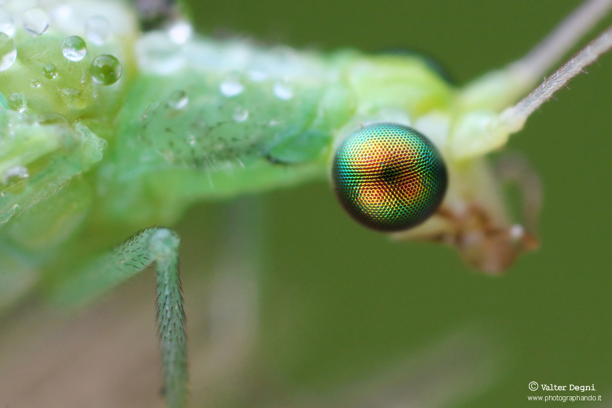 Chrysoperla pallida